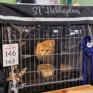 Plastskydd till utställningsburen